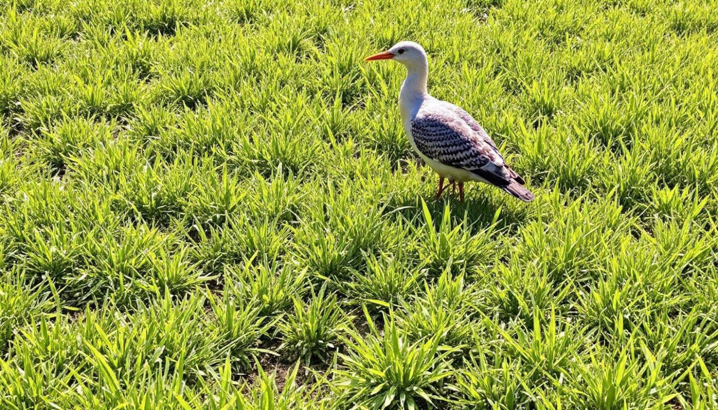 Comment prolonger la durée de vie de votre toiture grâce au démoussage ?